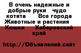 В очень надежные и добрые руки - чудо - котята!!! - Все города Животные и растения » Кошки   . Хабаровский край